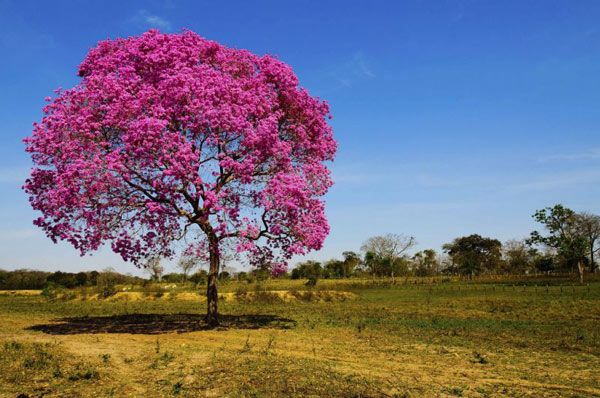 Imagem de um Yp florido, rvore smbolo do Mato Grosso do Sul