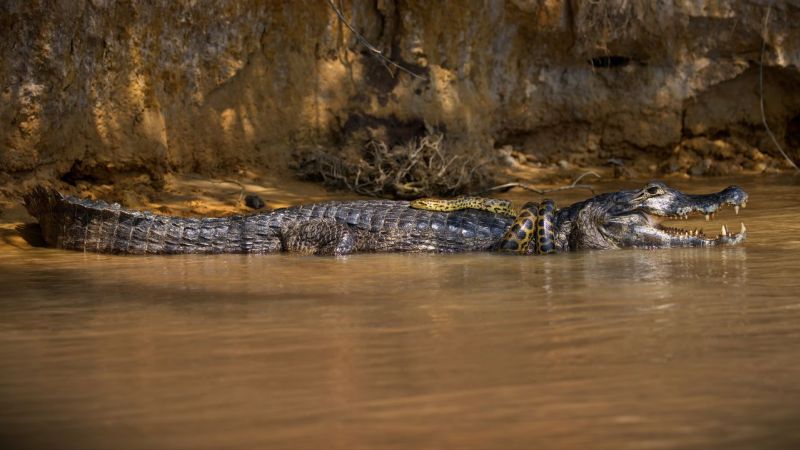 Fauna E Flora Do Pantanal (1)