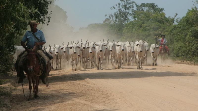 Comitiva Pantaneira (2)