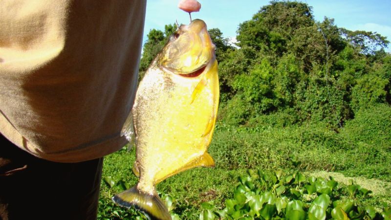 Pesca De Piranha No Pantanal MS (2)