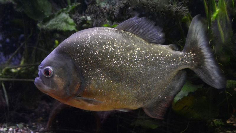 Pesca De Piranha No Pantanal MS (1)