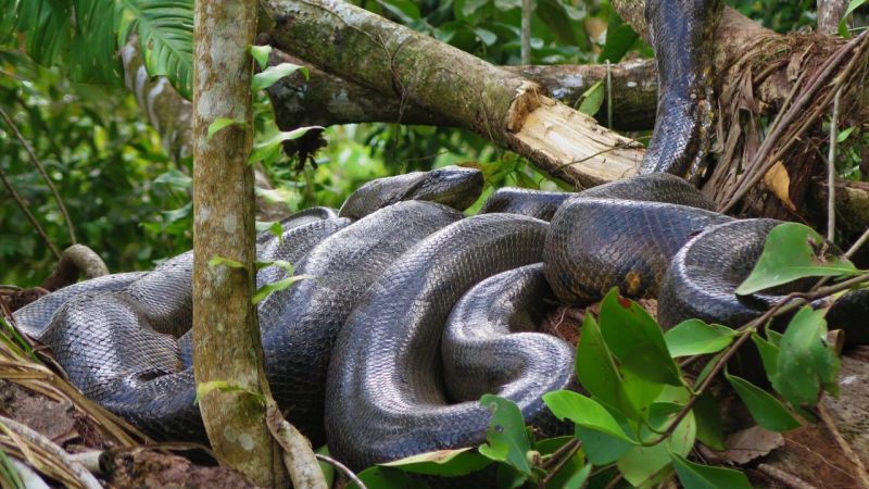 Fotgrafo Encontra Sucuris Gigantes Em Bonito MS (2)