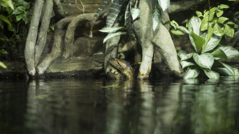 Fotgrafo Encontra Sucuris Gigantes Em Bonito MS (1)