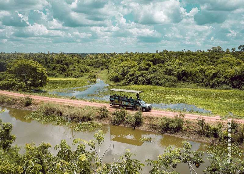Passeios no Pantanal: 8 Lugares Que Vale a Pena Incluir no Roteiro